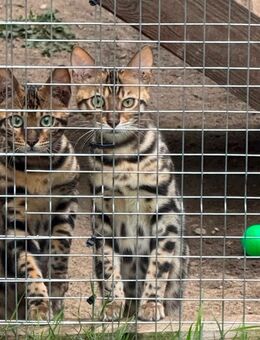 Bengal Jung Tiere suchen ihr perfektes zu Hause - Wriezen