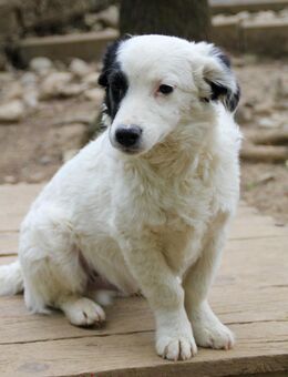 Pupin möchte die Welt kennenlernen - Schwabach