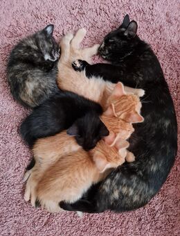 Ragdoll/EKH Mischlingskätzchen - Meinerzhagen