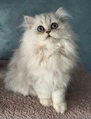 Perserkätzchen chinchilla in 65428