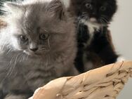 BLH-Kitten weiblich - Lichtenstein (Sachsen)