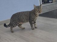 Kater - Bodenheim