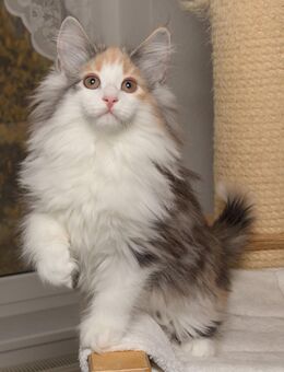 Norwegische Waldkatze Joena mit Papieren - Chemnitz