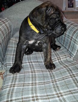 Cane corso mix - Stedesdorf