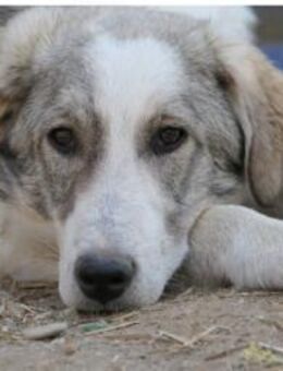 Schüchterner, wunderschöner Helmi - Kallmünz