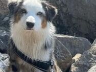 Sennenhund/Australien Shepherd Mix Welpen zu verkaufen - Raguhn-Jeßnitz