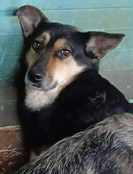 LOTTA sucht ihr Zuhause! - Weiterstadt