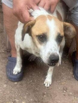 VEIT-Gibst du IHM ein Körbchen? - Langenhagen