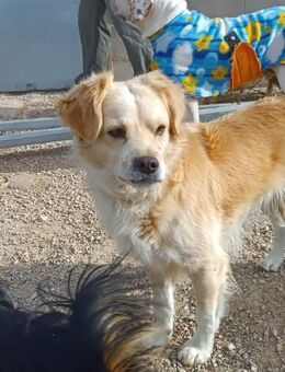 Montego Minilgoldie sucht Sie Alb - Ludwigshafen (Rhein)