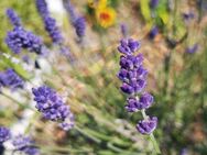 Blauer echter Lavendel Samen Lippenblütler Schmetterling blau xxl Lavendelstrauch duftender Strauch Lavendelsamen Lavendelkissen insektenfreundliches Saatgut garden - Pfedelbach