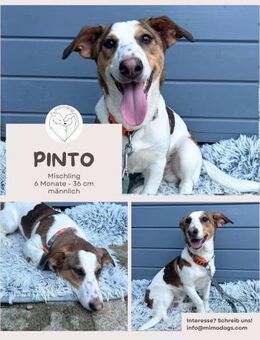 Pinto: Charmanter, lebensfroher Rüde - Brühl (Nordrhein-Westfalen)