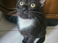 Katzenbabys zu verkaufen - Chorin