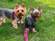 Süße reinrassige Yorkshire Terrier zu verkaufen - Krempe Zentrum