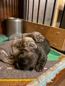 Zuckersüße Französische Bulldoggen-Welpen suchen ein liebevolles Zuhause! - Aschersleben