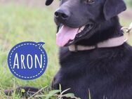 Aron möchte geliebt werden - Flörsheim-Dalsheim