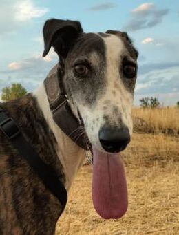 VERIM (W) - SEHR unsicher mit Menschen - Sankt Goar Zentrum