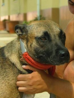 Sarita verdient ganz viel Liebe.... - Laatzen