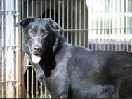 Cooper sucht ein Zuhause - Pirmasens
