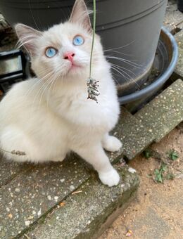 Noch 2 reinrassige Ragdoll Kitten abzugeben! - Erftstadt