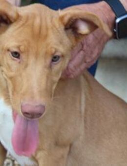 Chupa, Hundejunge mit zimtbraunem Fell - Bedburg