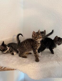 Katzenbabys Kitten - Brekendorf