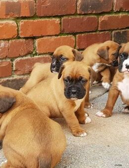 Reinrassige Exclusive Boxer Welpen (M & R) mit Papieren - Frankfurt (Main)