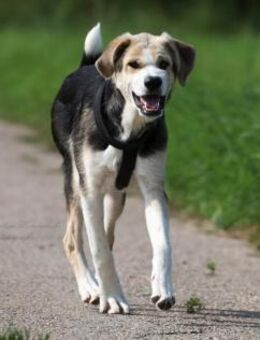 PLUMA - unser purer Sonnenschein 🌞 - Neudenau