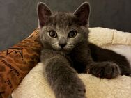 Siam/BHK Katzen - Velbert