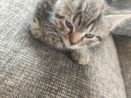 Maine-Coon /Perser Babys - Lug