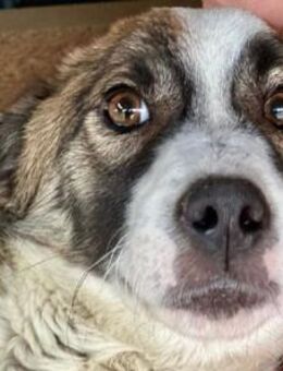 LINCOLN-freundlicher Rüde,37 cm - Rösrath