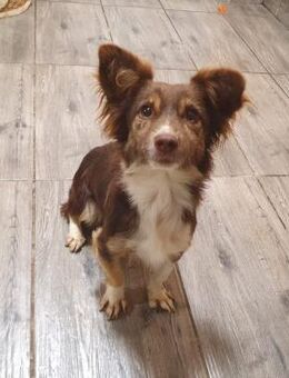 Kleiner süßer Feger - Schmitten