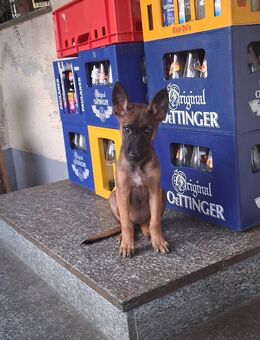 Wunderschöne XHerder Dame Welpe sucht neuen Wirkungskreis - Schwarzach (Bayern)