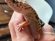 Leopardgecko männlich mit Terrarium - Habichtswald