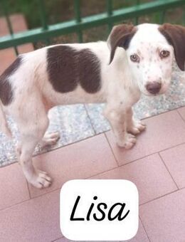 Lisa 💚💚💚 welpentypisch verspielt - Bad Karlshafen