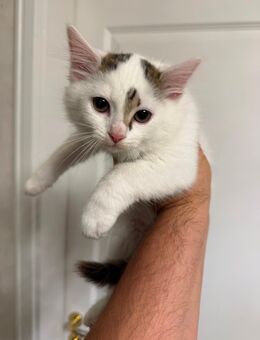 Babykatzen 3 "Mädchen" im Alter von 13 Wochen abzugeben - Berlin Charlottenburg-Wilmersdorf