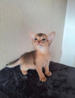 Bezaubernde Abessinier Kitten - Laichingen