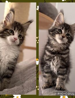 Tolle Maine Coon Kitten , Katzen Kater - Nürnberg