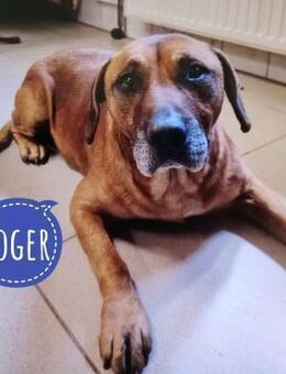 Roger ein sanfter ruhiger Begleiter - Flörsheim-Dalsheim