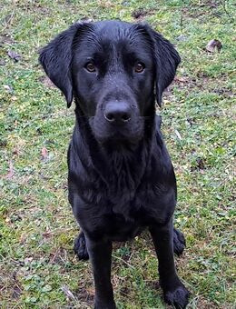 Reinrassige Labradorwelpen Wurfankündigung - Rietz-Neuendorf