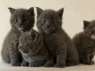 Wunderschöne Main Coon- BKH Mix Kitten abzugeben - Lage (Nordrhein-Westfalen)