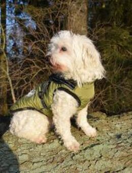 KONRAD sucht Menschen zum Kuscheln - Reisbach