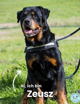 Zeusz SI, liebevoll und menschenbezogen - Rheine