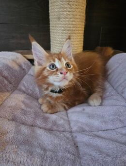 Maine Coon mit Stammbaum ab zu geben - Euskirchen Zentrum