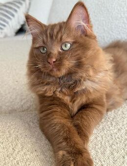 Suche Ragdoll Kitten/ Kätzchen in besondere Farben - Stade (Hansestadt) Zentrum