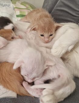 Siamesen und Balinesen kitten - Berlin Spandau