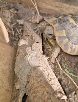Griechischen Landschildkröten NZ 2020 - Otterbach