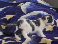 Kleines Kätzchen und Kater - Schorfheide