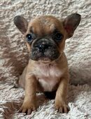 3 Frenchie - Mädels - französische Bulldoggen - suchen ab Mitte / Ende Oktober Kuschelplätze auf Lebenszeit ! in 65599