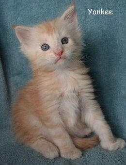 Lustiges Kleeblatt sucht verantwortungsbewusste Besitzer - Hitzhusen