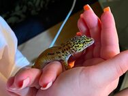 Leopardgecko weiblich - Calbe (Saale)